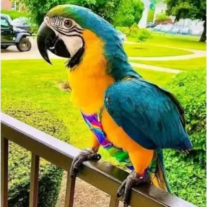 blue and gold macaw for sale​