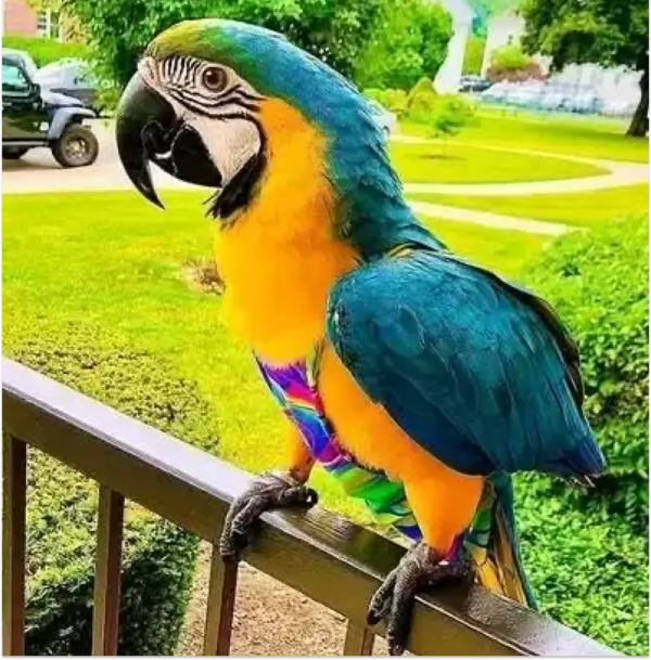 blue and gold macaw for sale​