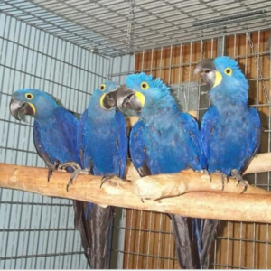 Hyacinth macaw parrots for sale