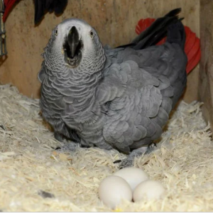 African Grey Parrot Eggs