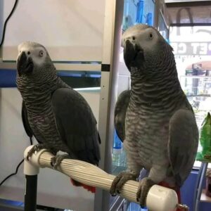 Buy African Grey Parrot Online