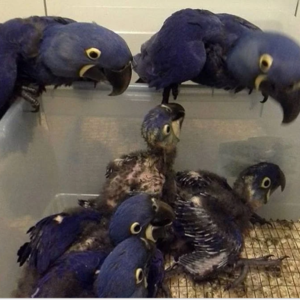 Baby Hyacinth Macaw Parrots for Sale