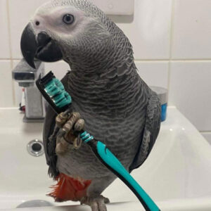 Kirby African Grey Parrot