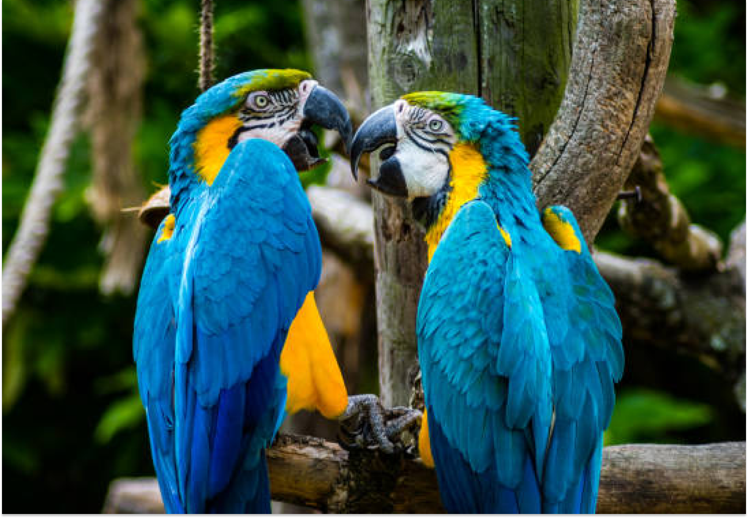 Blue and Gold Macaw Parrots