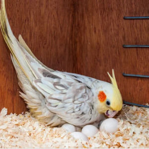 Cockatoo parrot eggs