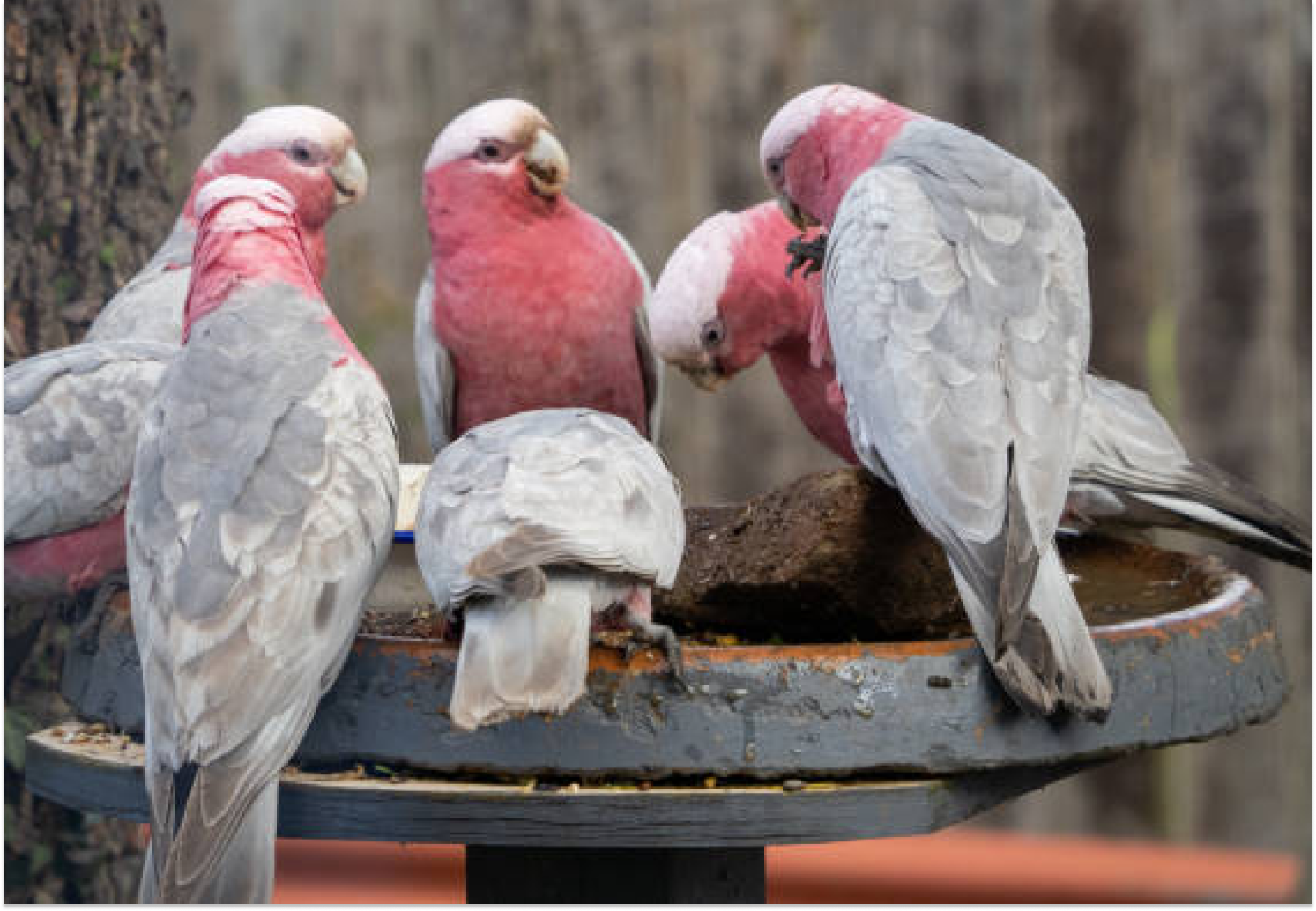 Galah Cockatoo Parrots