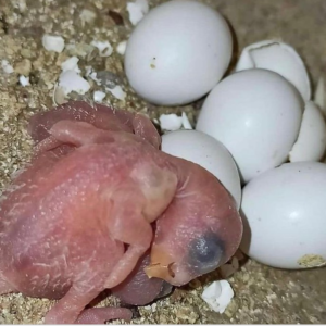 Hyacinth Macaw Parrot Eggs