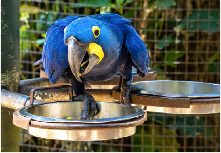 Hyacinth Macaw Parrot