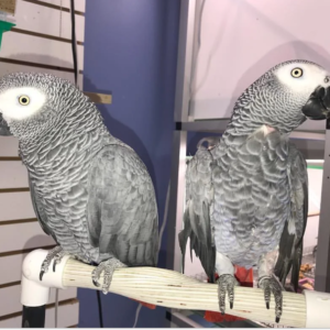 Nina and Tyler African Grey Parrots For Sale