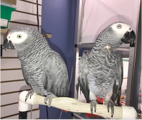 Nina and Tyler African Grey Parrots For Sale