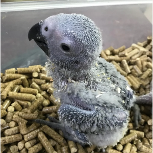 African Grey Parrots for Sale Near Me