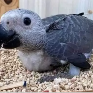 Sperry Male baby African Grey For Sale