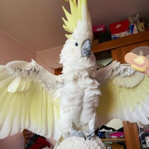 Yellow Crested Cockatoo