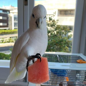 umbrella cockatoo parrot