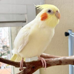 Cockatiel Cockatoo